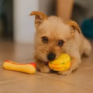 Brinquedos Fast Food Pet Hambúrguer e Hot Dog